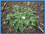 swine cress