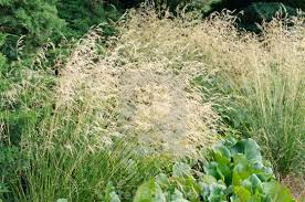tufted hairgrass