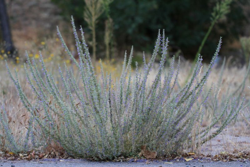 vinegarweed