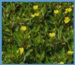 water primrose