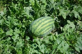 watermelon