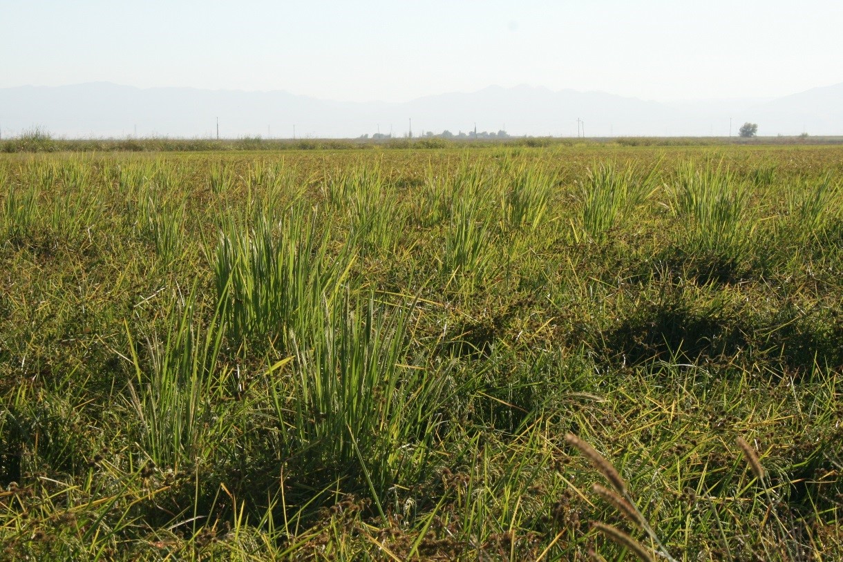weedy red rice