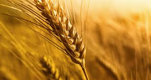 wheat