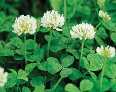 white clover