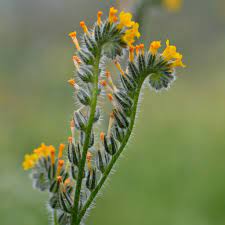 Common Fiddleneck