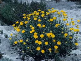 Desert Marigold