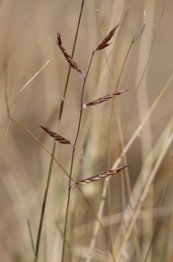 Black Grama