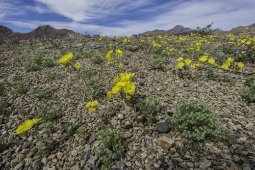 Yellow cups