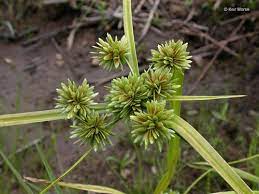 Tall Flatsedge