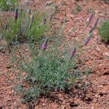 Searls' Prairie Clover