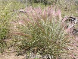 Bottlebrush squirreltail