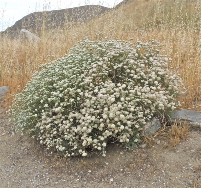 California Buckwheat