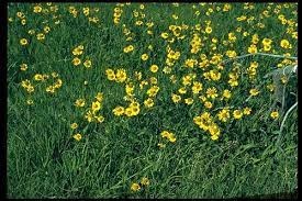 Sneezeweed