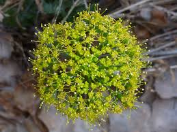 Parry's Biscuitroot