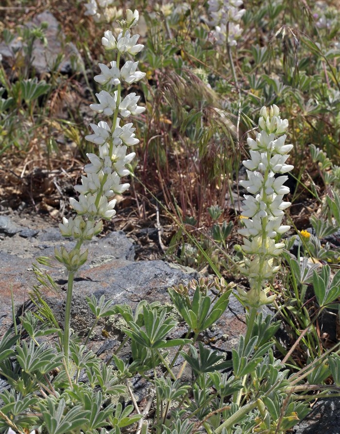 Chick Lupine