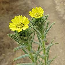 Coast Tarweed