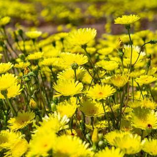 Desert Dandelion