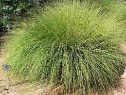 Torrey's Melicgrass