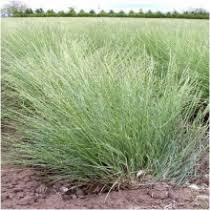 Bluebunch Wheatgrass