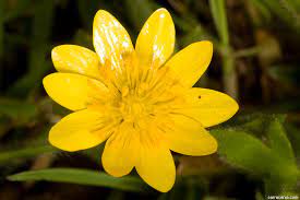 Sacramento Valley Buttercup