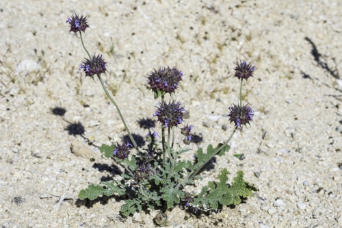 Chia Sage