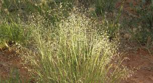 Indian Ricegrass