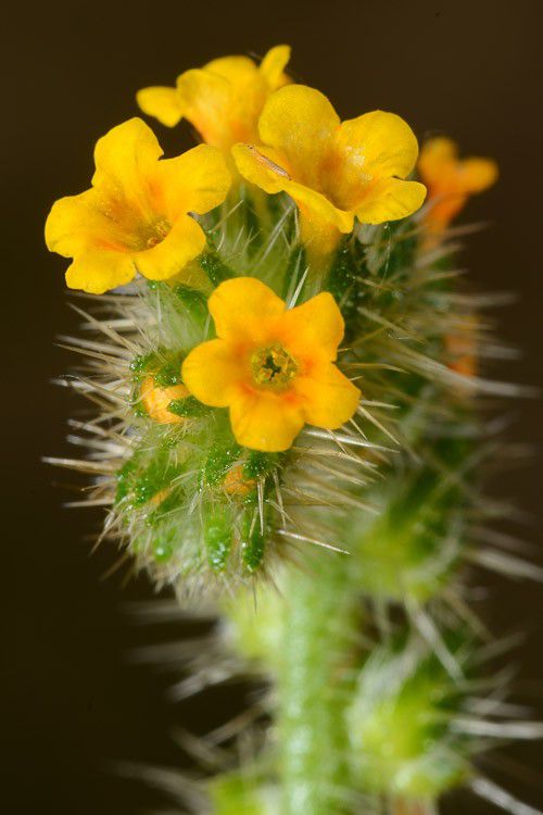 Menzies' Fiddleneck