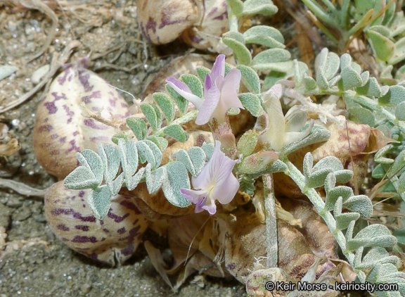Spotted Locoweed