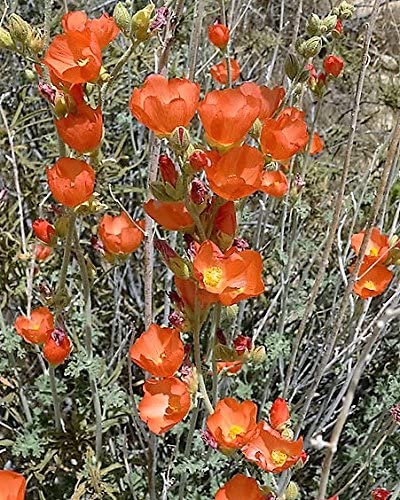 Desert Globemallow