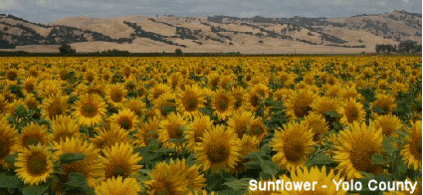 rotating images of California crops