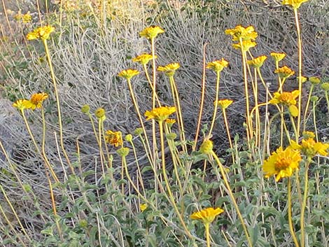 Virgin River Brittlebush