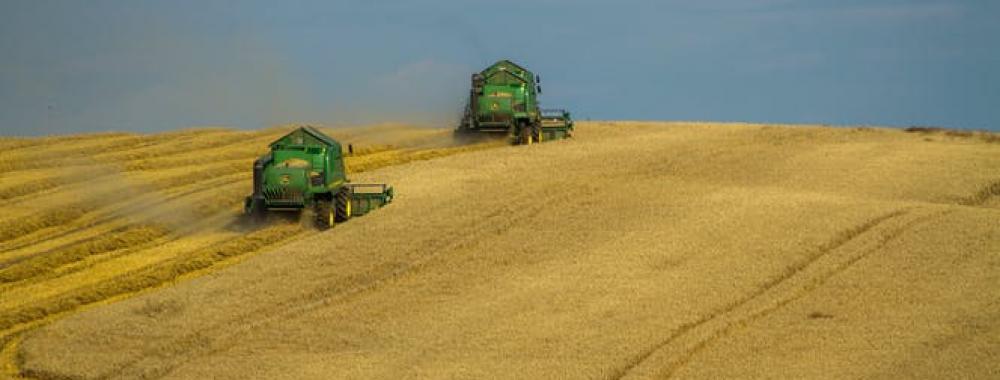 wheat harvest