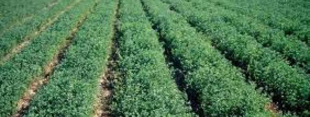 alfalfa