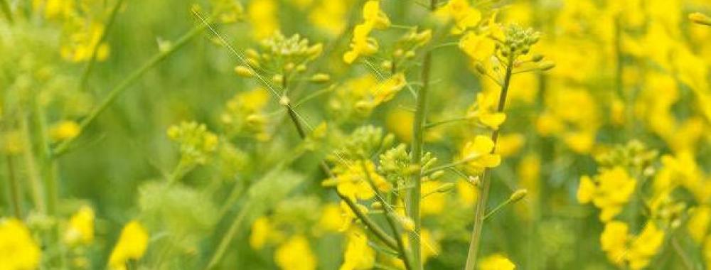 canola field