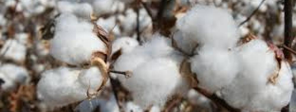 cotton