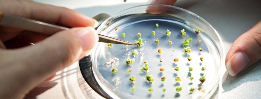 germination in petri dish