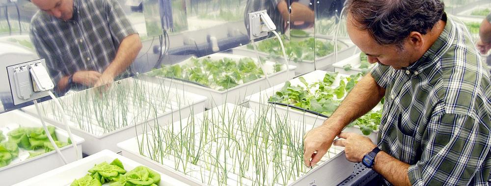 germination trays