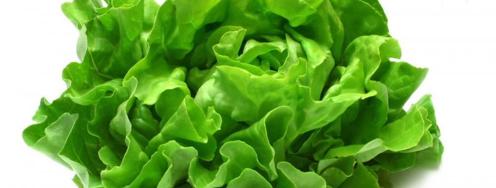 lettuce