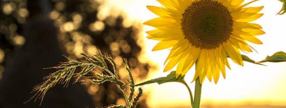 sunflowers