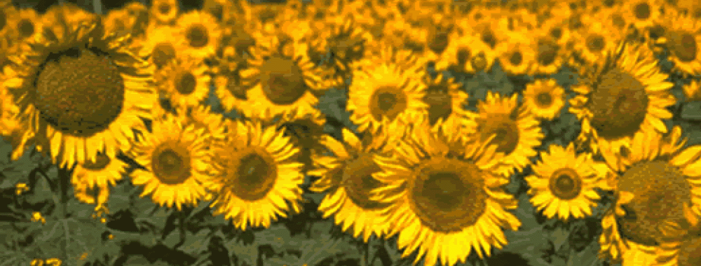 sunflowers