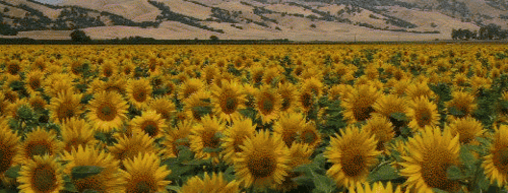 sunflowers