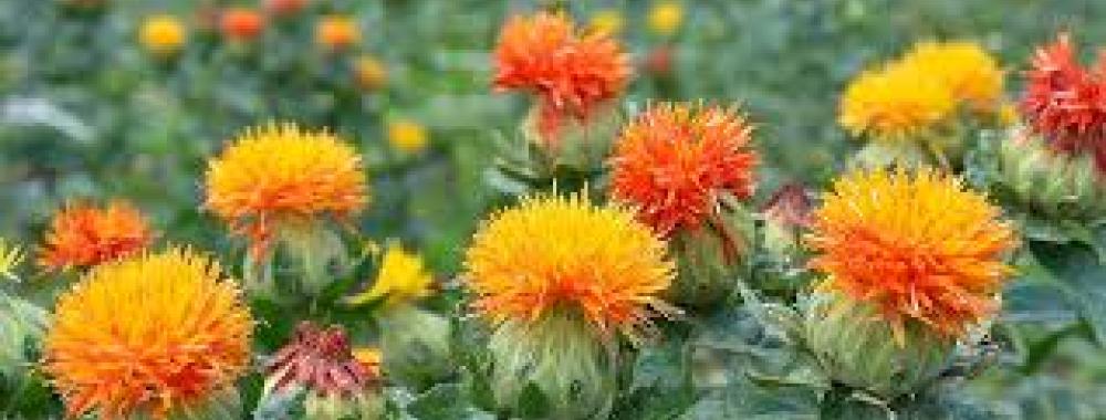 safflower