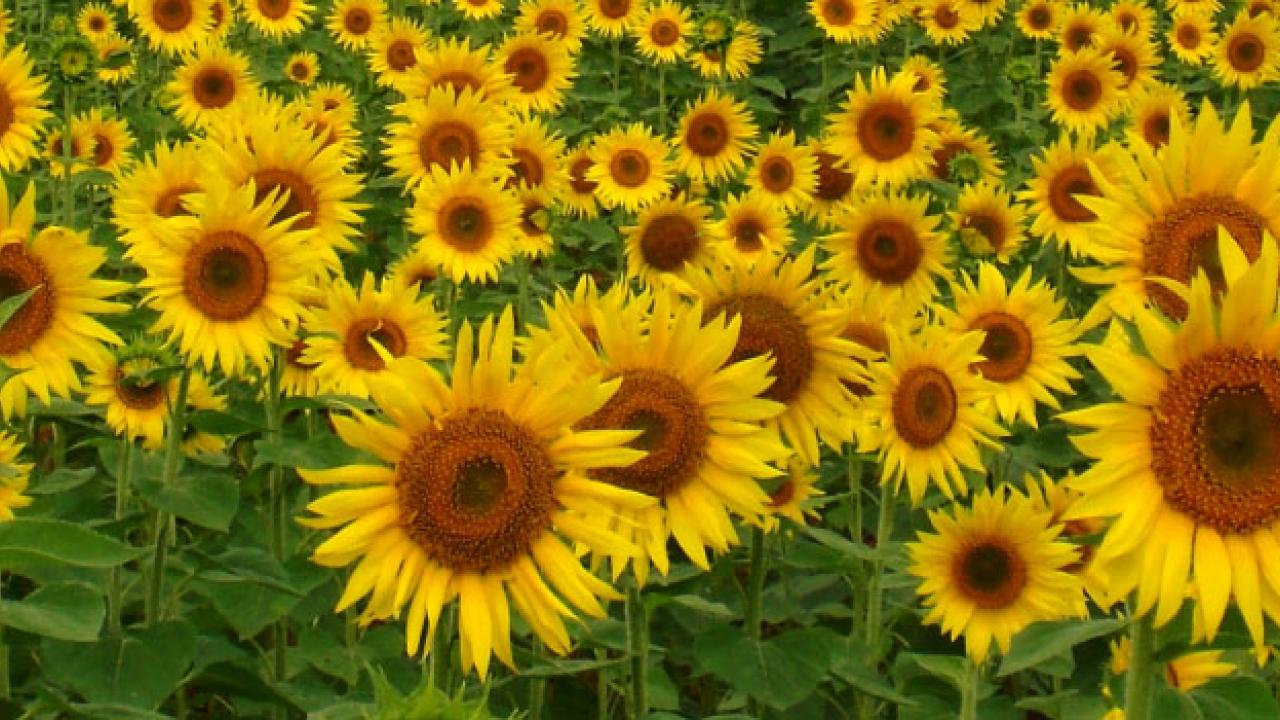 Seed Notes Newsletters California Crop Improvement Association