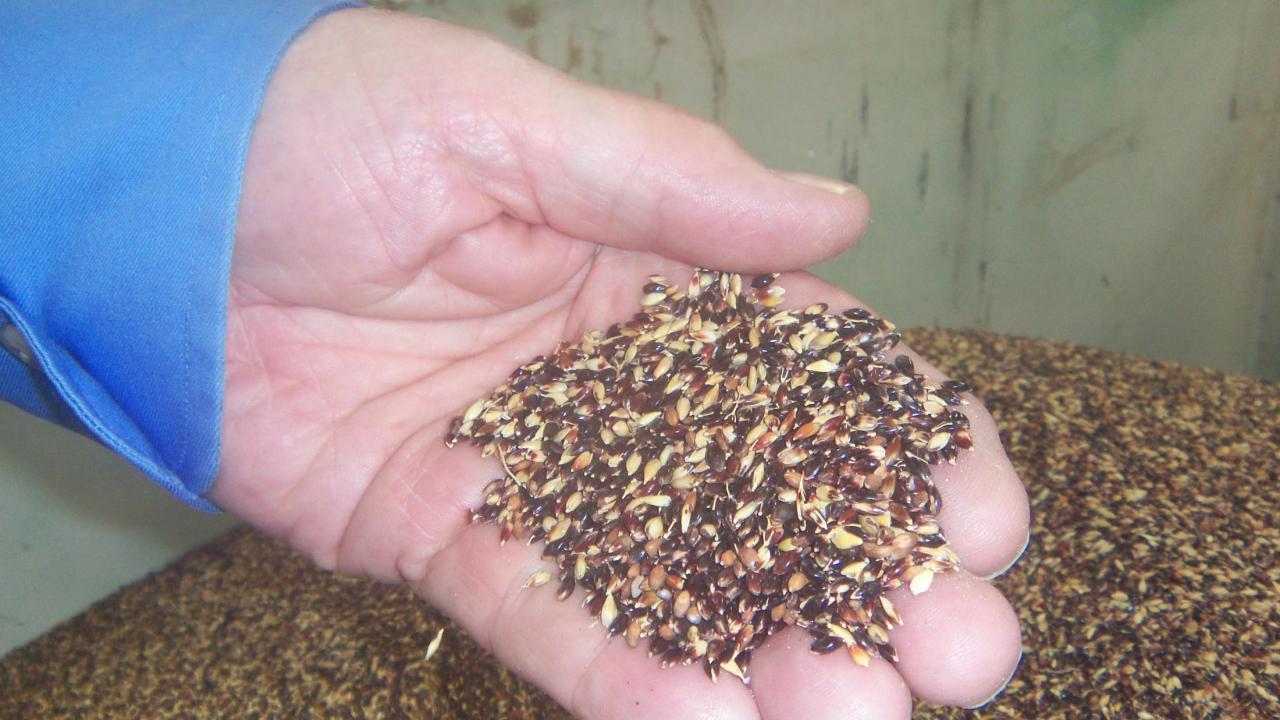 seed sample