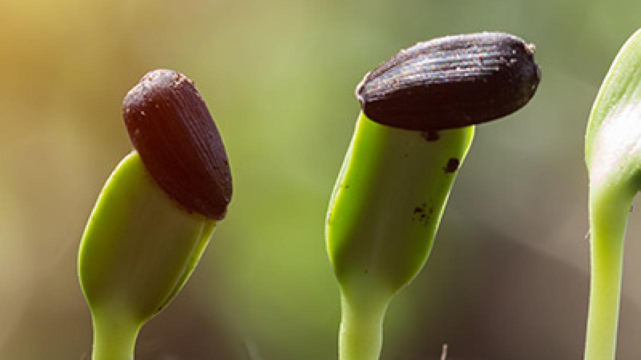 Seedling sample