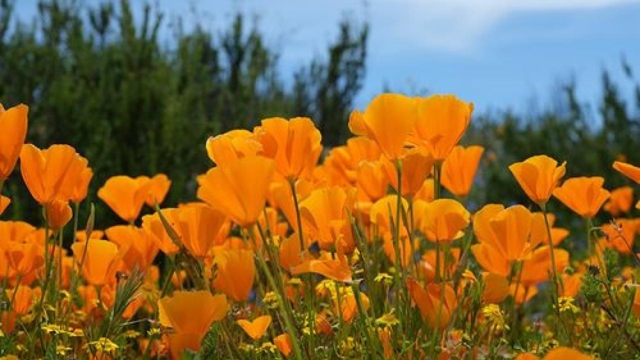 poppy