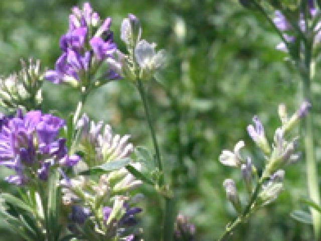 alfalfa flower