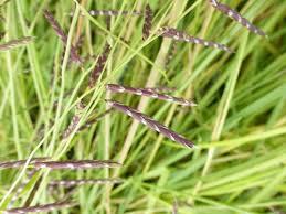 Semaphore Grass