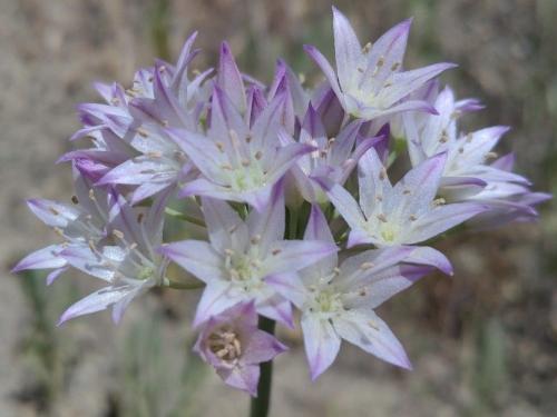 Fringed Onion
