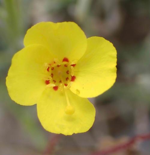 Field Primrose